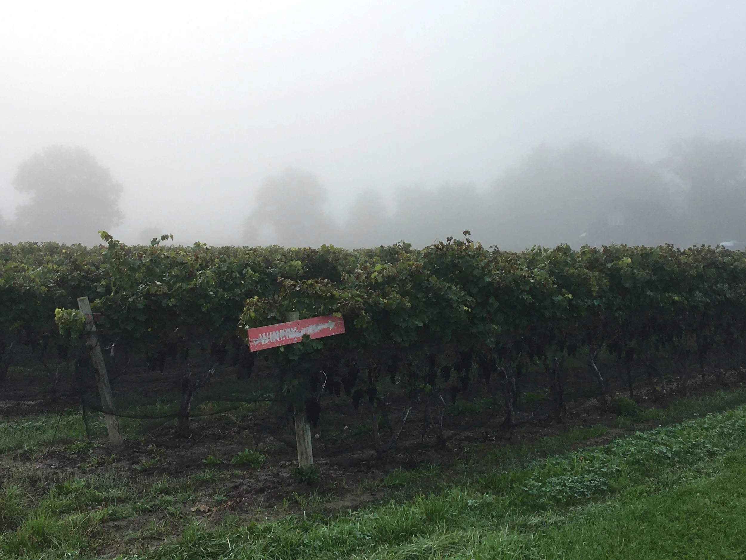 2021 Syrah