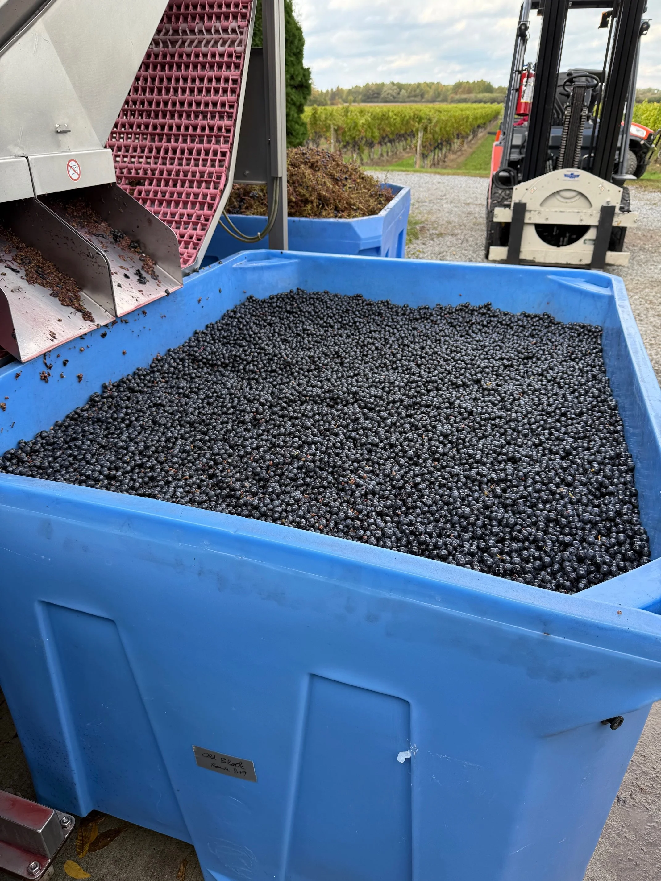 2023 Cabernet Sauvignon