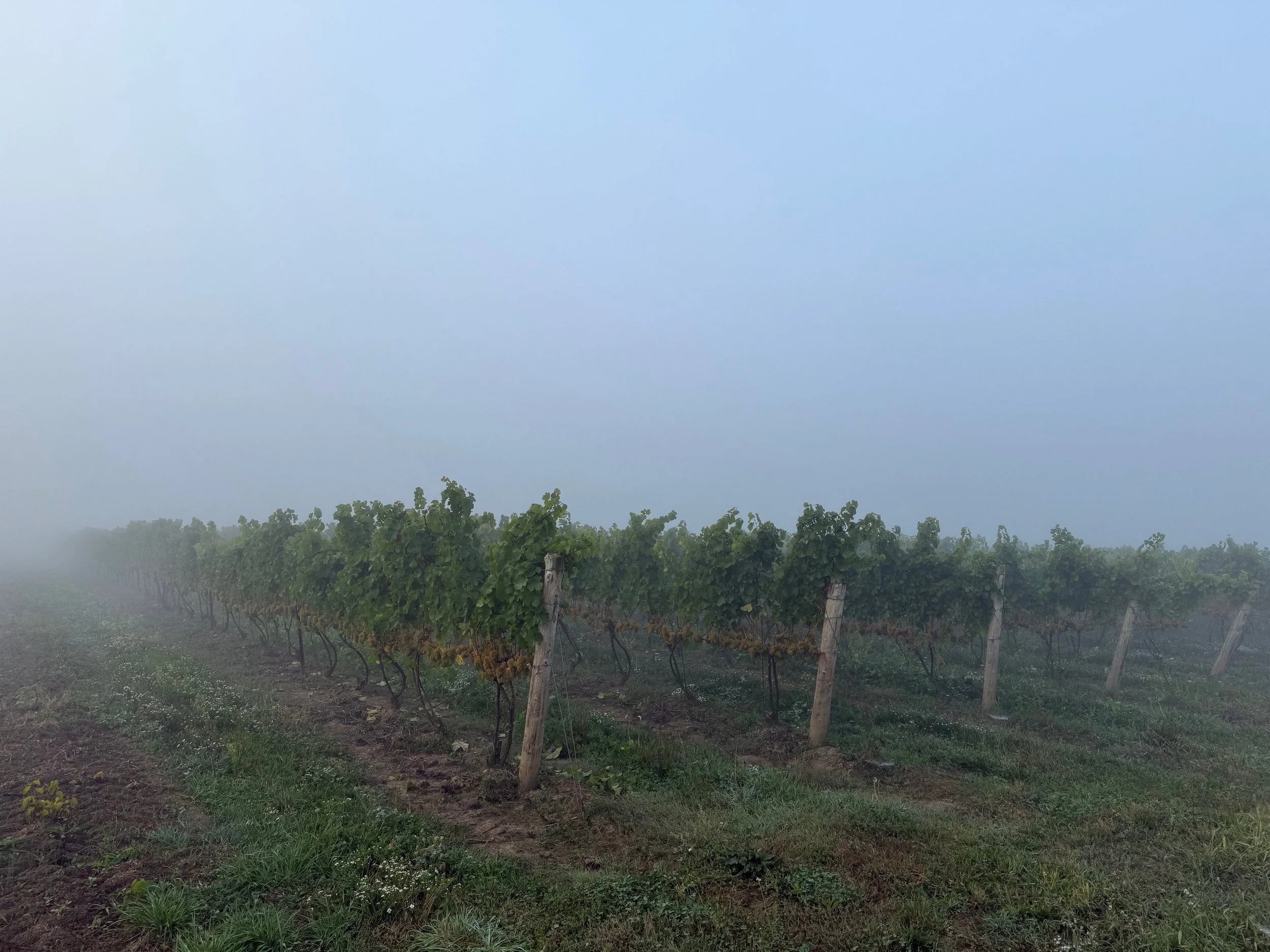 2025 Riesling