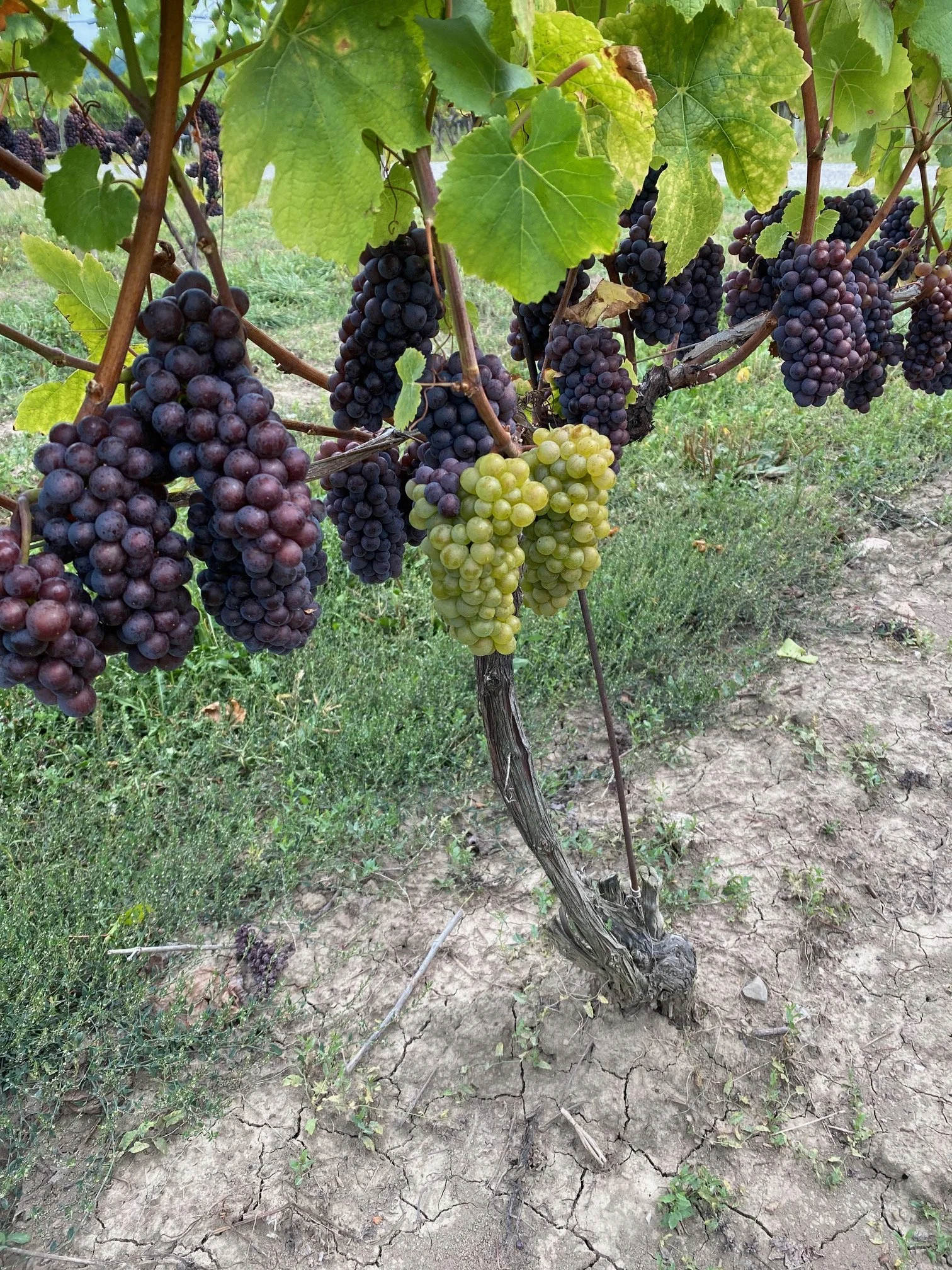 2025 Pinot Gris