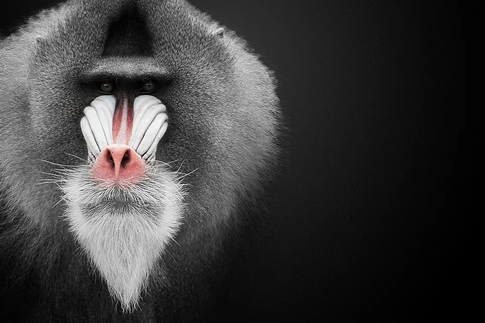 The Psychology of Red: How Mandrill monkeys pioneered Data Visualization