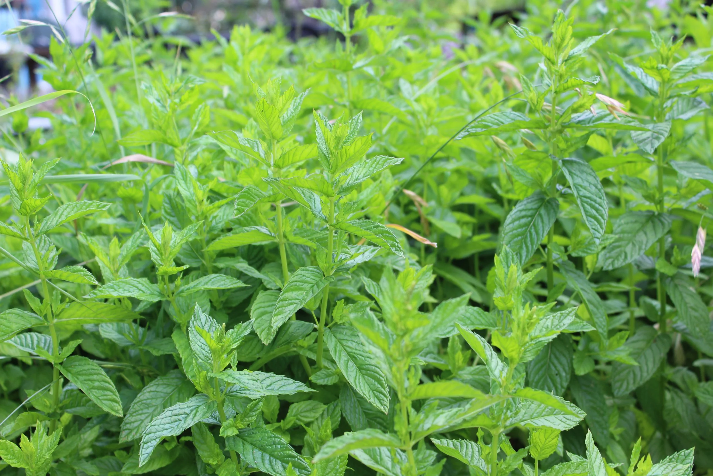 93rd St. Elementary Parent Workshop 