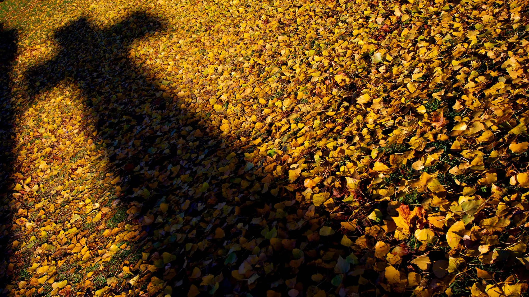 Of Perfume and Palms