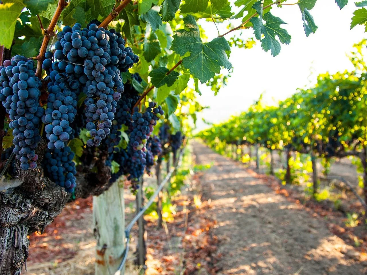 How to Thrive on the Vine