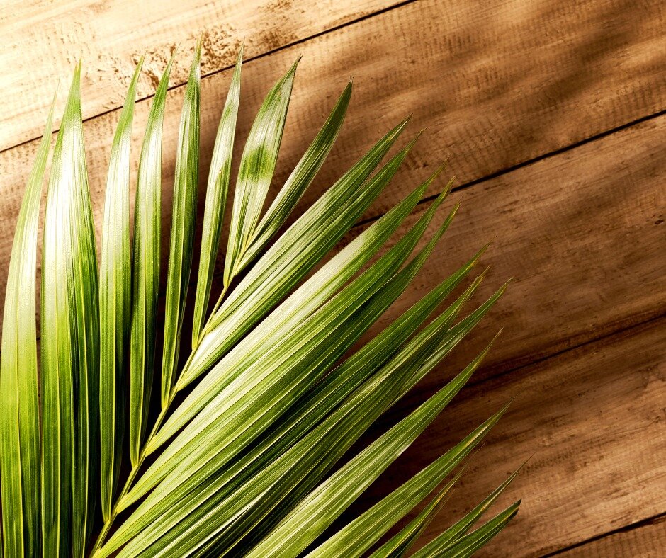 A blessed Palm Sunday to all of our sisters who are celebrating today!
#dbewomen #palmsunday