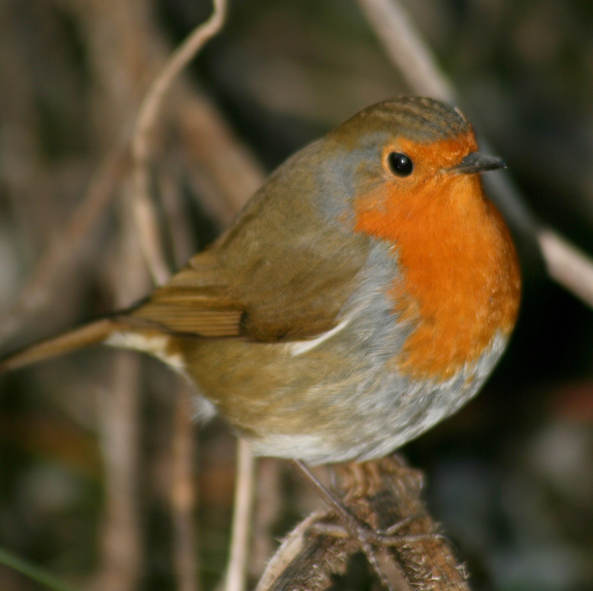 On this day in 2015 not only did the British nation cast their votes in a general election but also in the National Bird Vote. The winner was the Robin with 34% of the vote from a shortlist of 10 national birds. This much-loved little bird is synonym