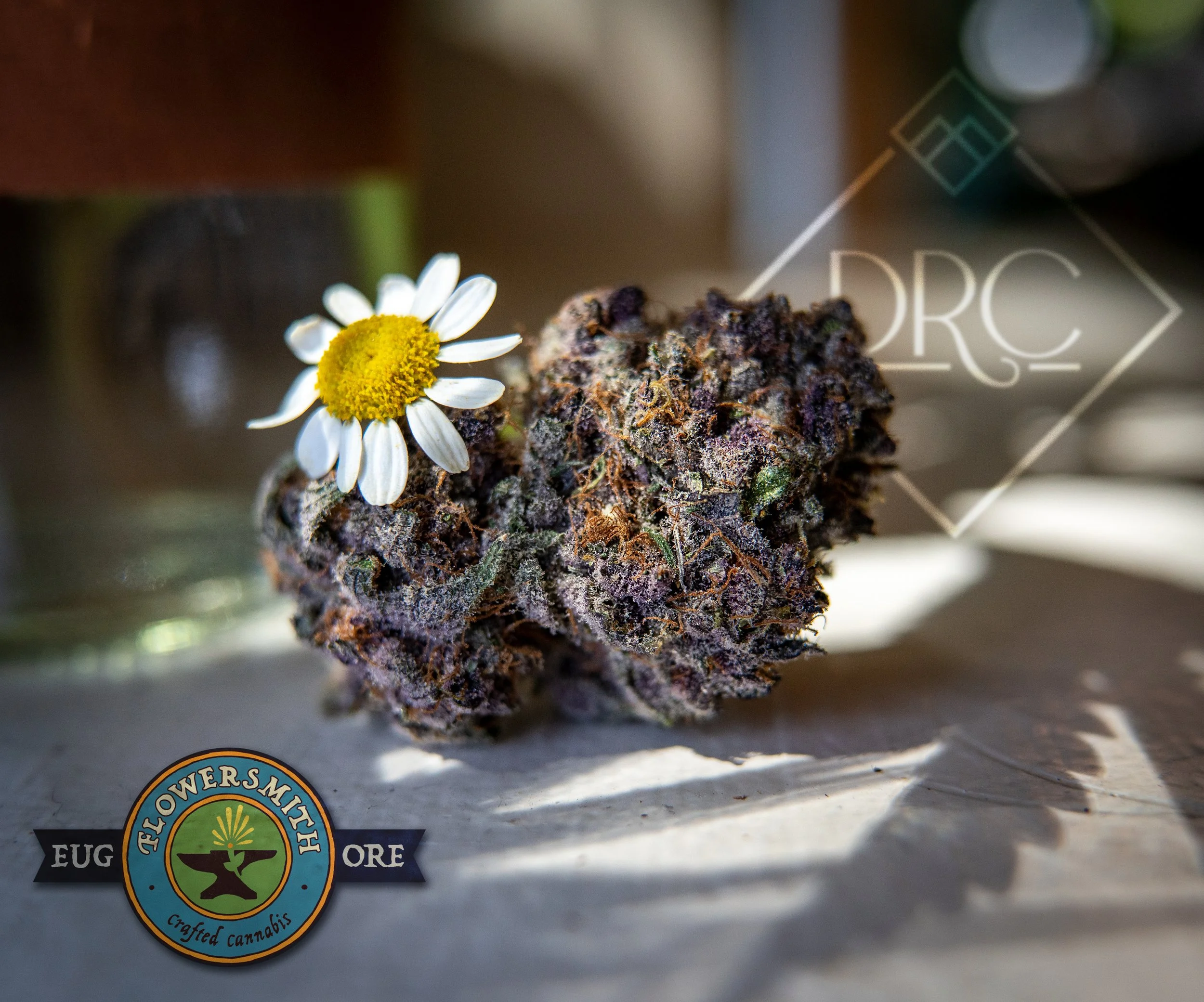 DRC FS Tropicana Cherry.jpg