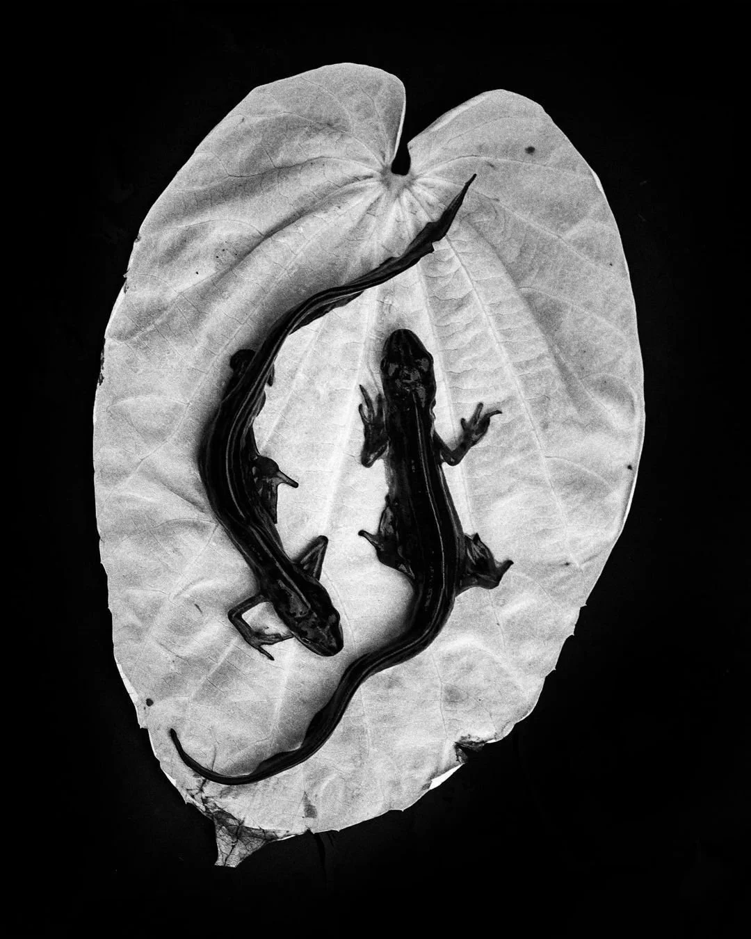@jackdavisonphoto