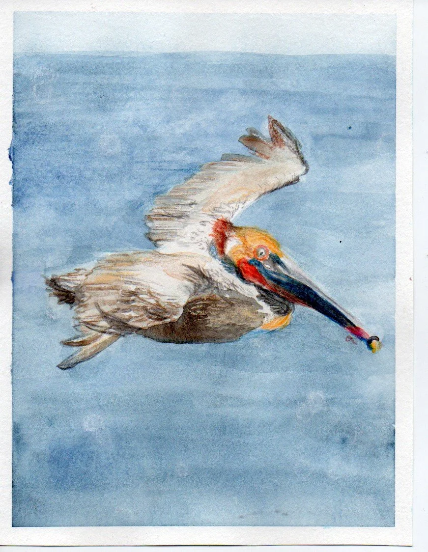 A red, yellow, and brown California brown pelican soars over a subtly sparkling sea in this watercolor and colored pencil art piece