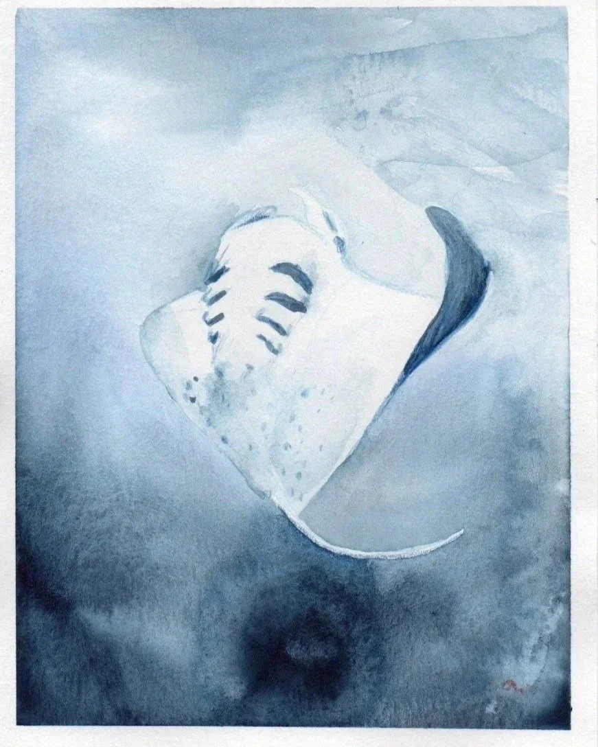Manta Ray001.jpg