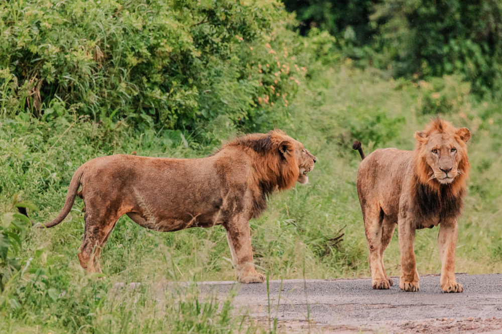 Nairobi National Park, young male lions