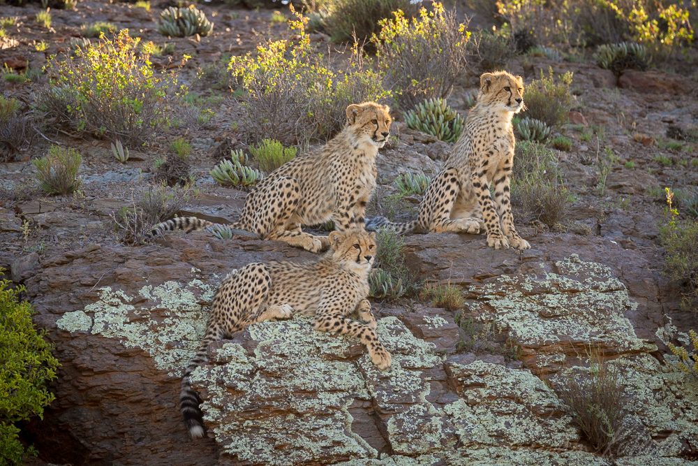 Cheetah cubs,  Sanbona Wildlife Reserve, South Africa
