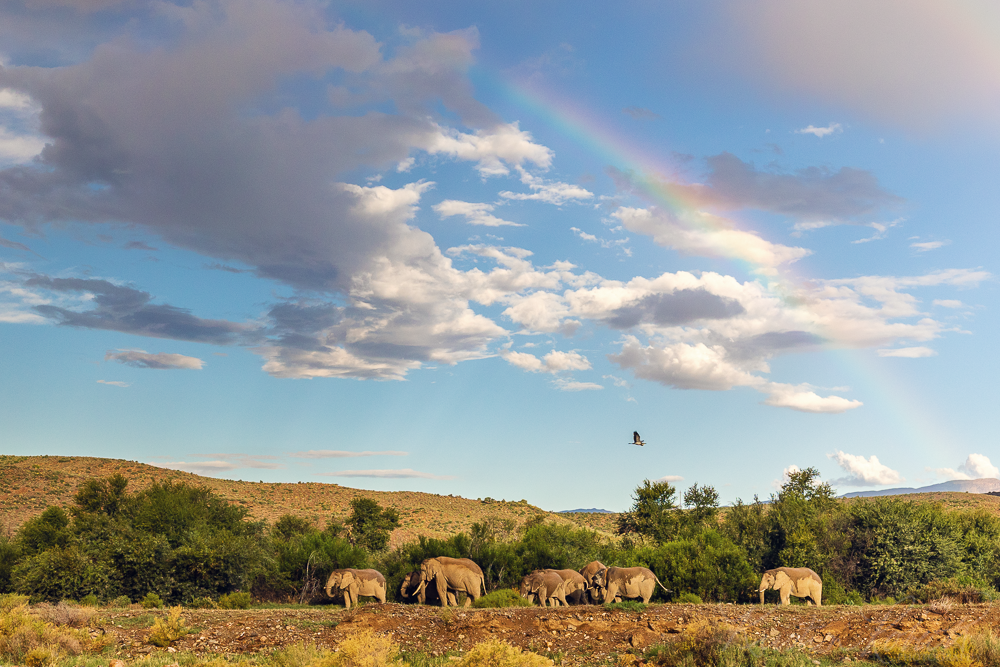 Elephants parade under a rainbow - Sanbona Wildlife Reserve, South Africa