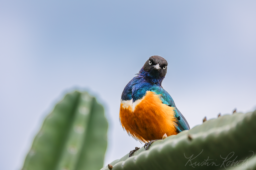 African Superb Starling, near Nairobi National Park
