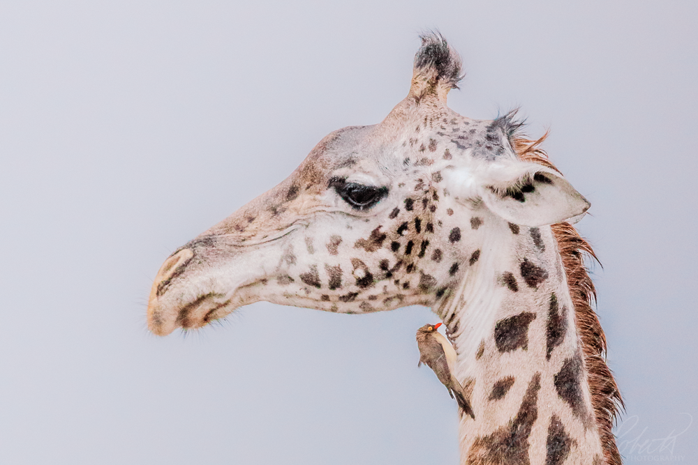 Giraffe and oxpecker, Nairobi National Park