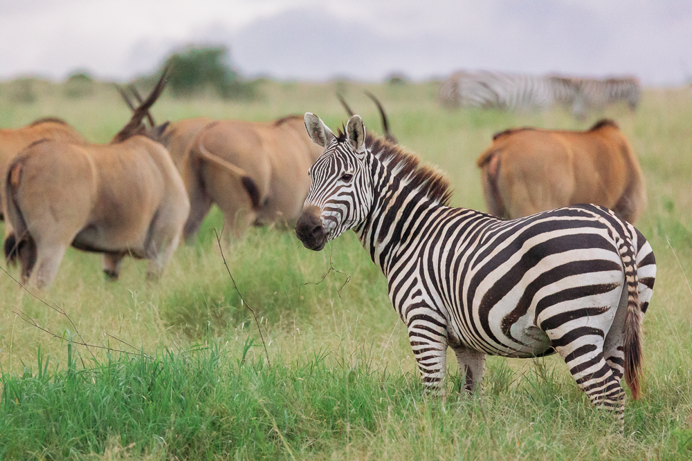 Zebra, Nairobi National Park