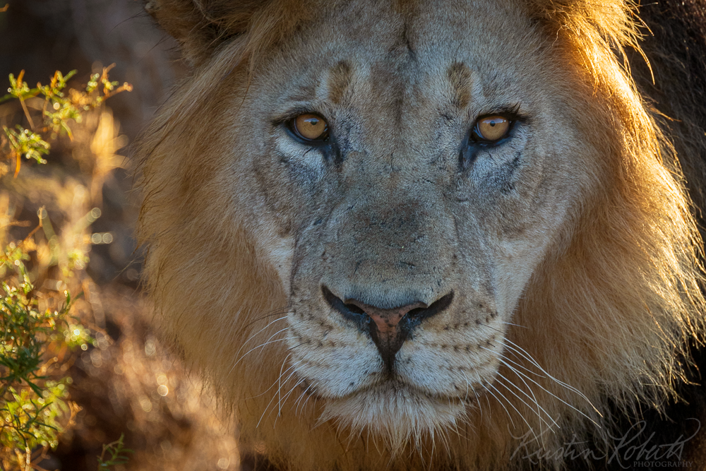 Lion, Sanbona Wildlife Reserve, South Africa