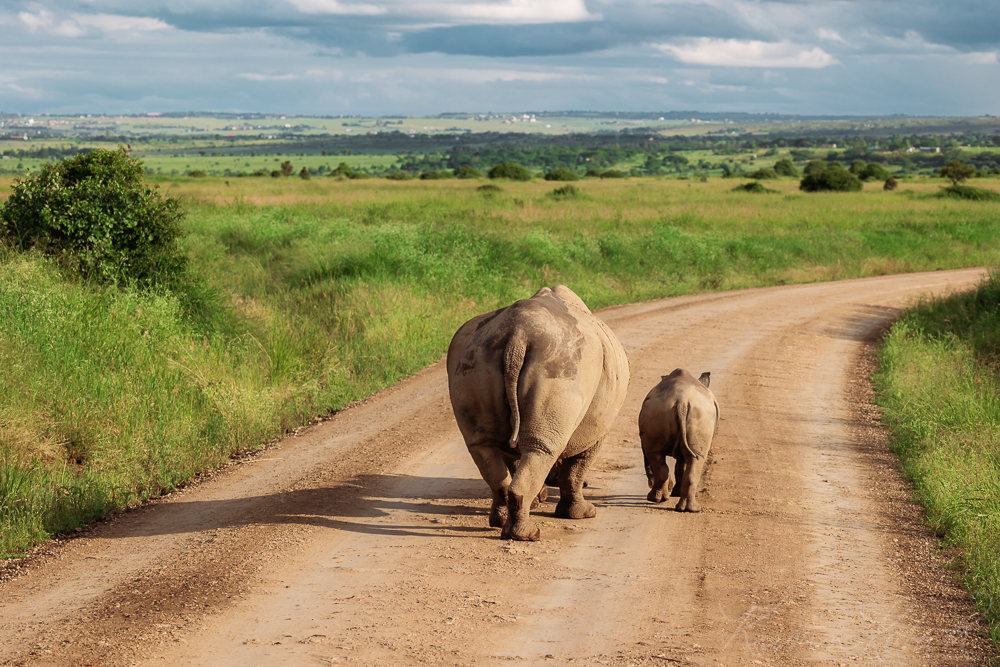 Mother rhino and calf, Nairobi National Park