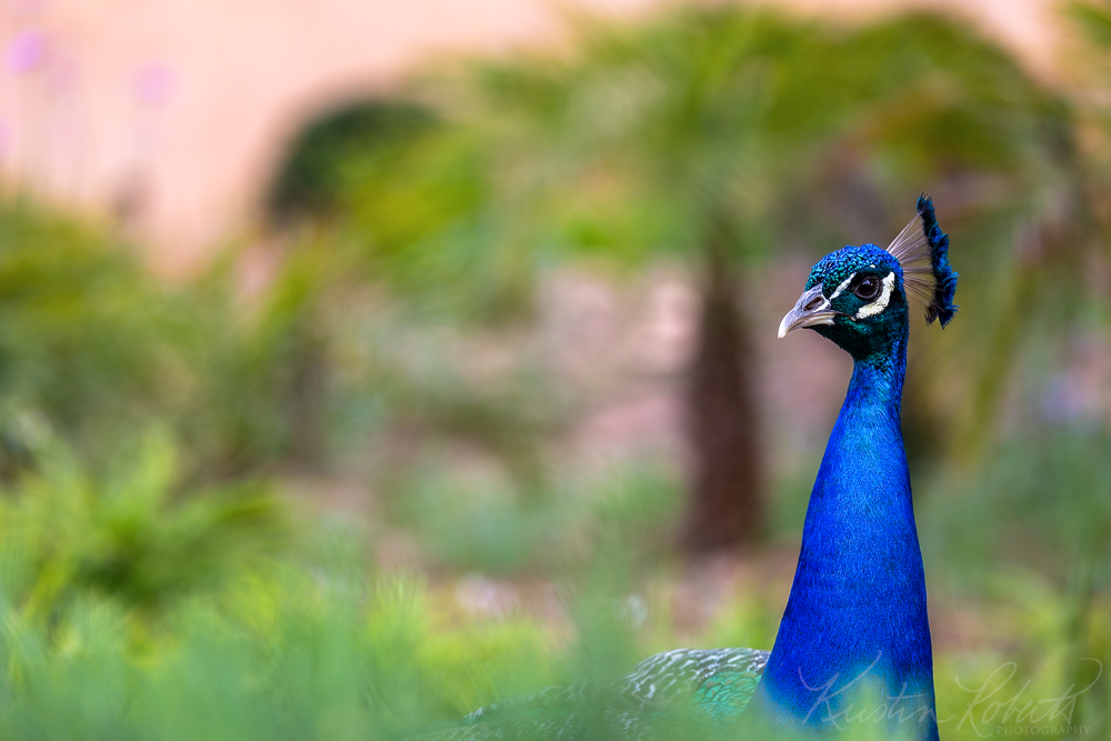 Peacock, Chellah, Rabat, Morocco