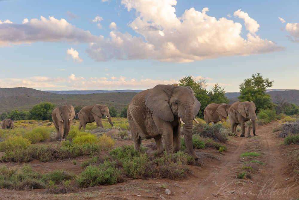 Elephants,  Sanbona Wildlife Reserve, South Africa