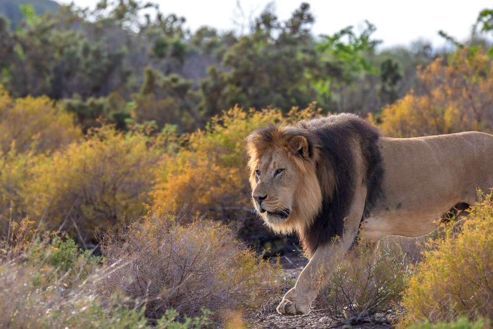Lion,  Sanbona Wildlife Reserve, South Africa