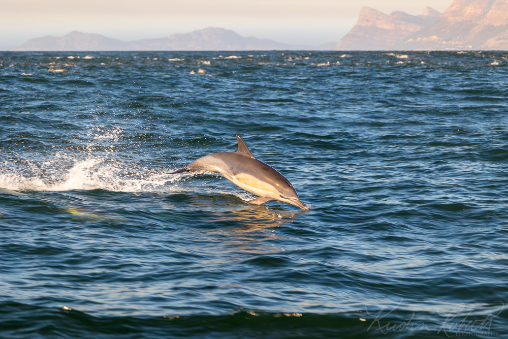 Dolphin, False Bay near Cape Town, South Africa