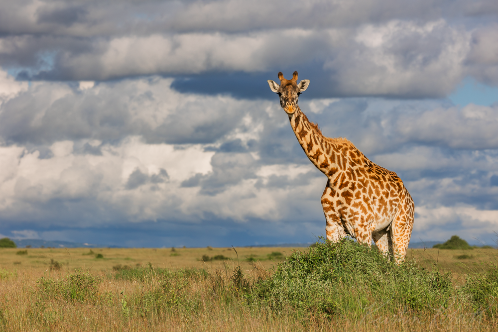 Giraffe, Nairobi National Park