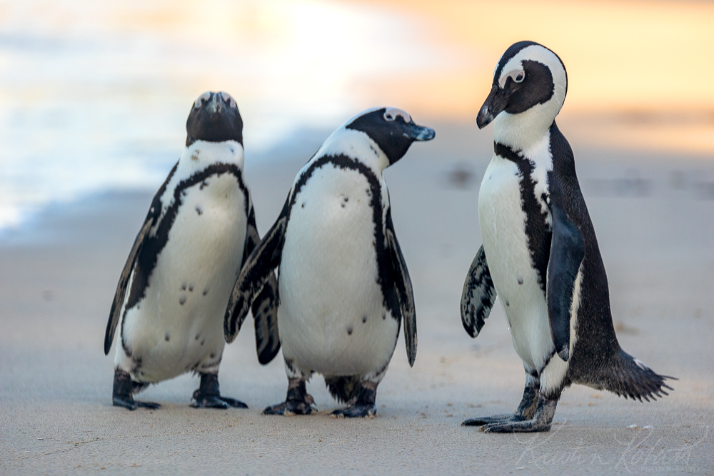 African Penguins, near Boulders Beach, Cape Town, South Africa