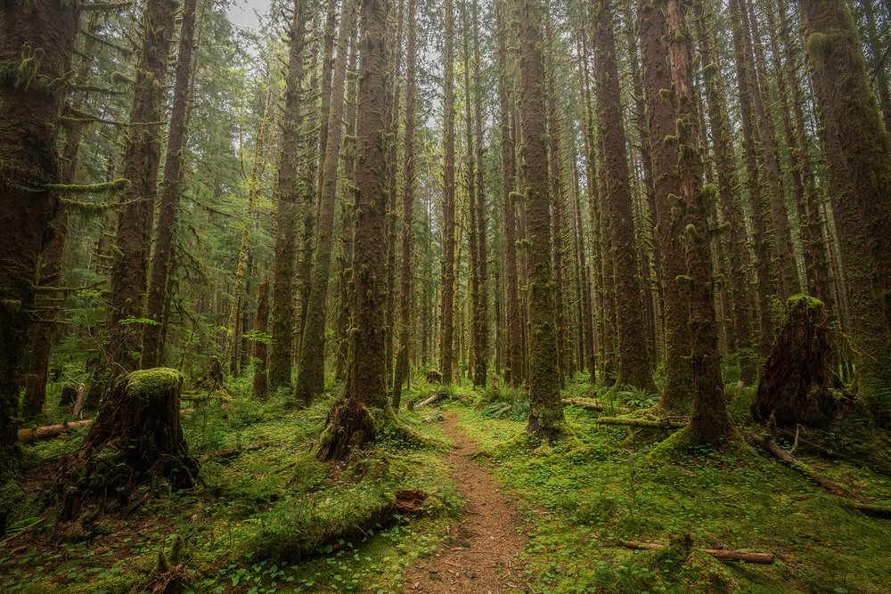 Mossy Timber Path_4w.jpg