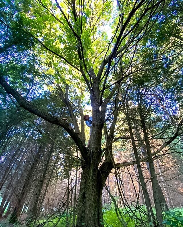 I spy with my little eye... my friend in a tree. ⁠
⁠
My girl @pegdunnem rarely meets a good tree she won't climb. And the magical land of Wildwood is FULL of them.⁠
⁠
Aren't we lucky to live near such beauty?