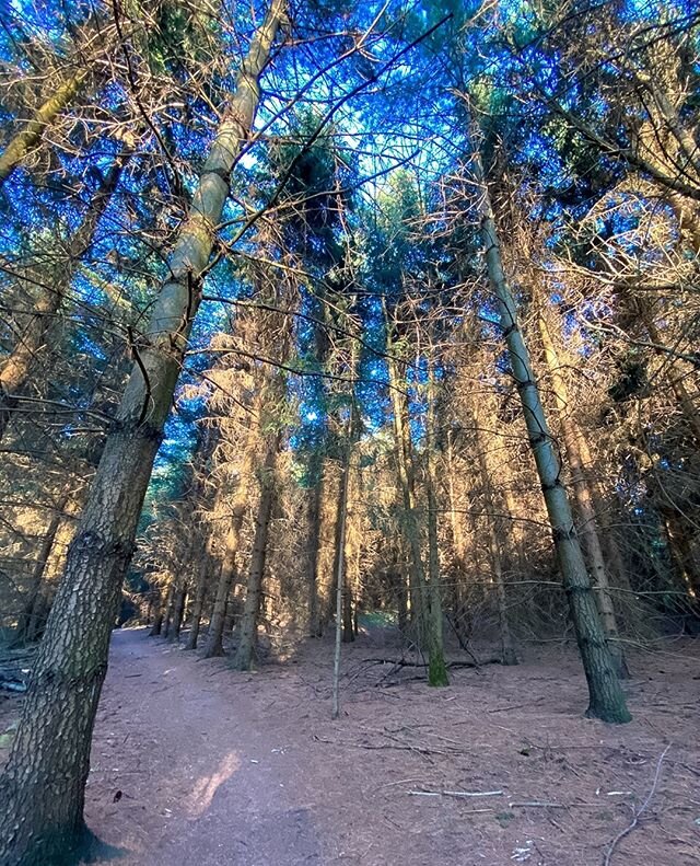 Another super cool shot of being in the woods at the most magical time of day.⁠ The shape of the trees move me. The golden light lights me up. The woods simply make me feel alive.
⁠
With days so long and nights so short it extends hiking times. ⁠Hoor