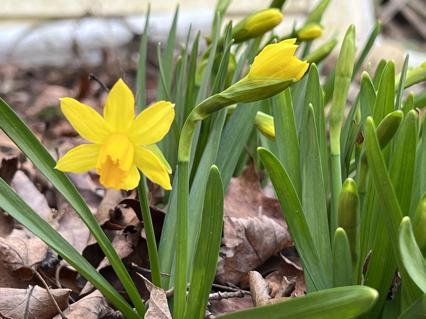 Silly daffodils, it may be almost 70 degrees today but it&rsquo;ll likely snow in the morning. 
.
.
.
.
.
#springweatheriscrazy #dancingbearinn #Damascus #damascusva #visitdamascusva #TheDancingBear #damascusvirginia