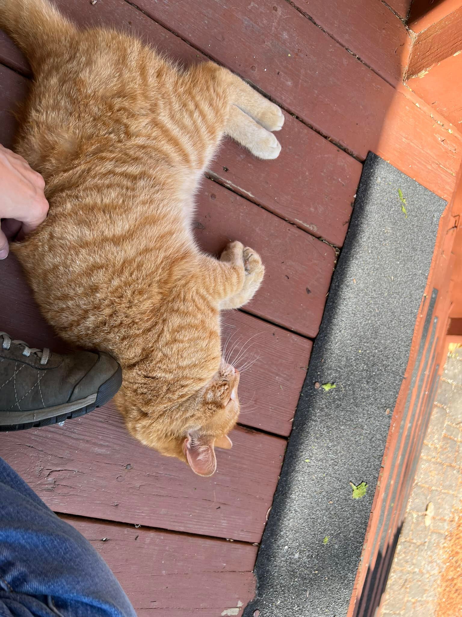 Anyone missing an orange cat. Total love bug. Good motor, likes scritches and belly rubs. No biscuits observed. Skin and bones. We can&rsquo;t take in another one.