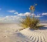 Trips - New Mexico 2.jpg