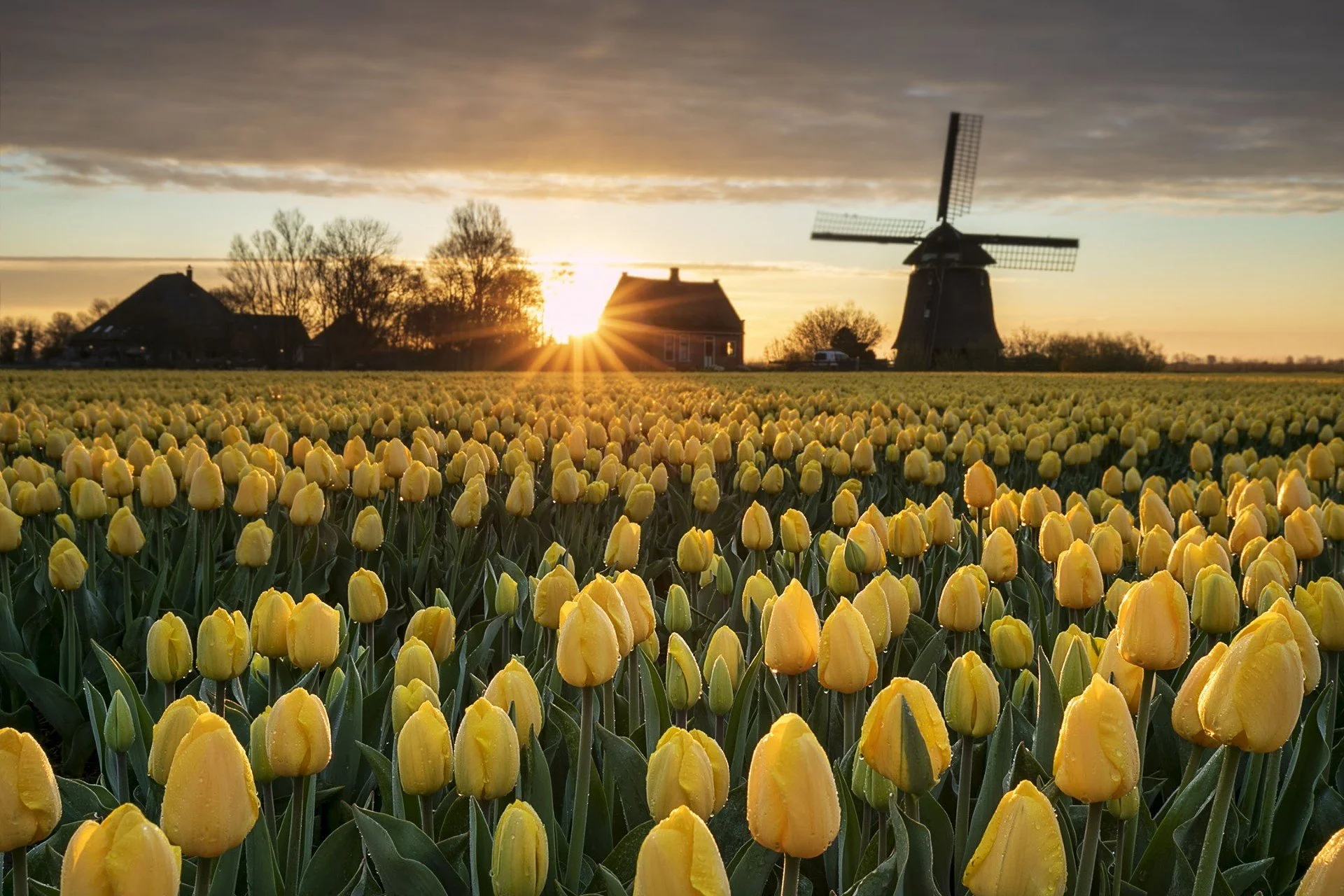 Trips - Holland 2027 1.jpg