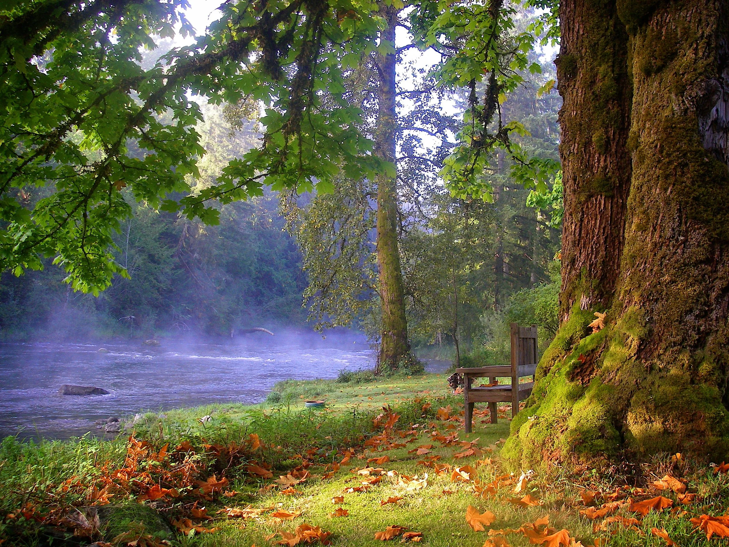 Relax with a coffee on the river bank of Lake Cowichan while staying as a guest at Cowichan Riverside Cottage & Suites