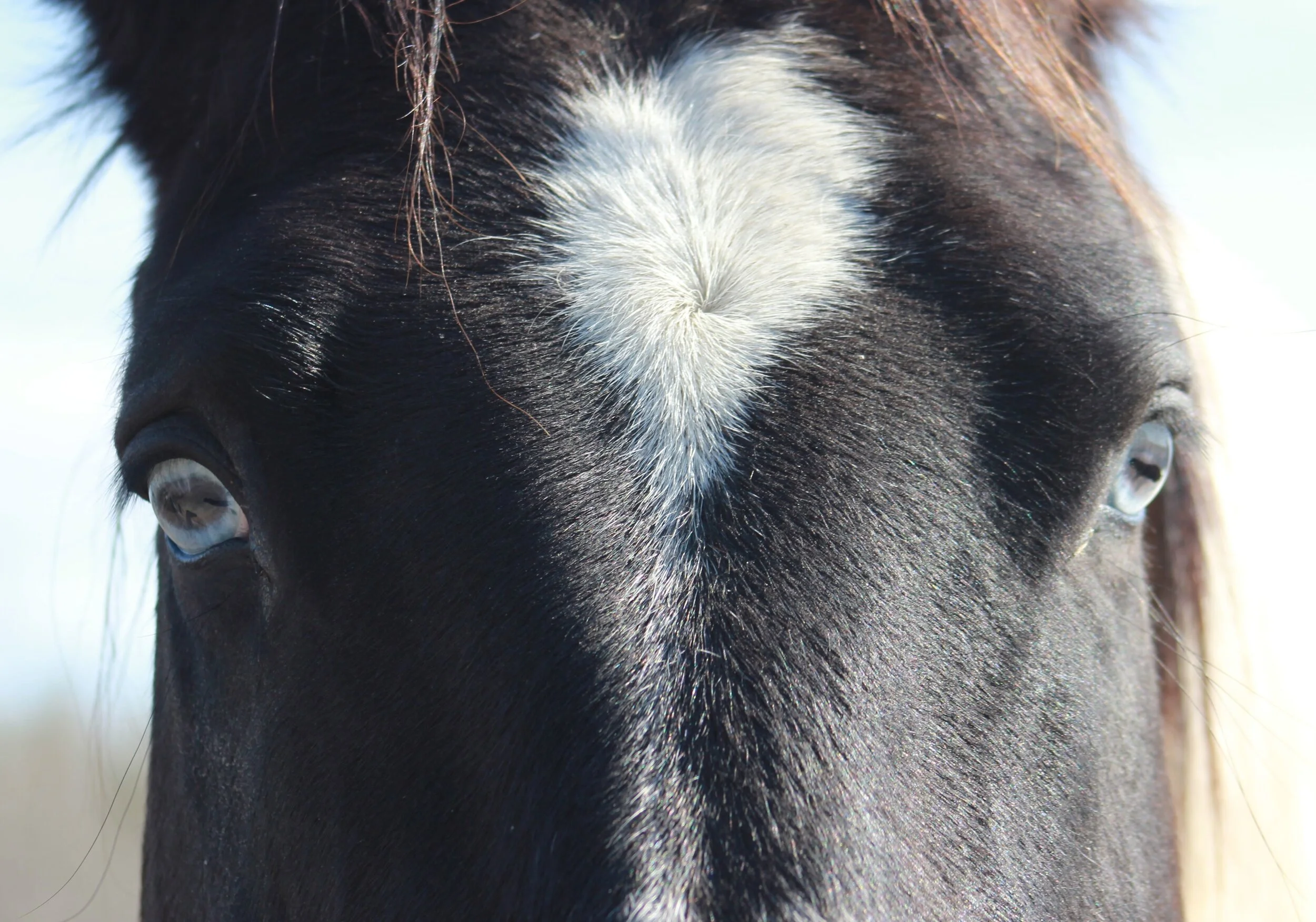 DreambyMilana2017 2.jpeg