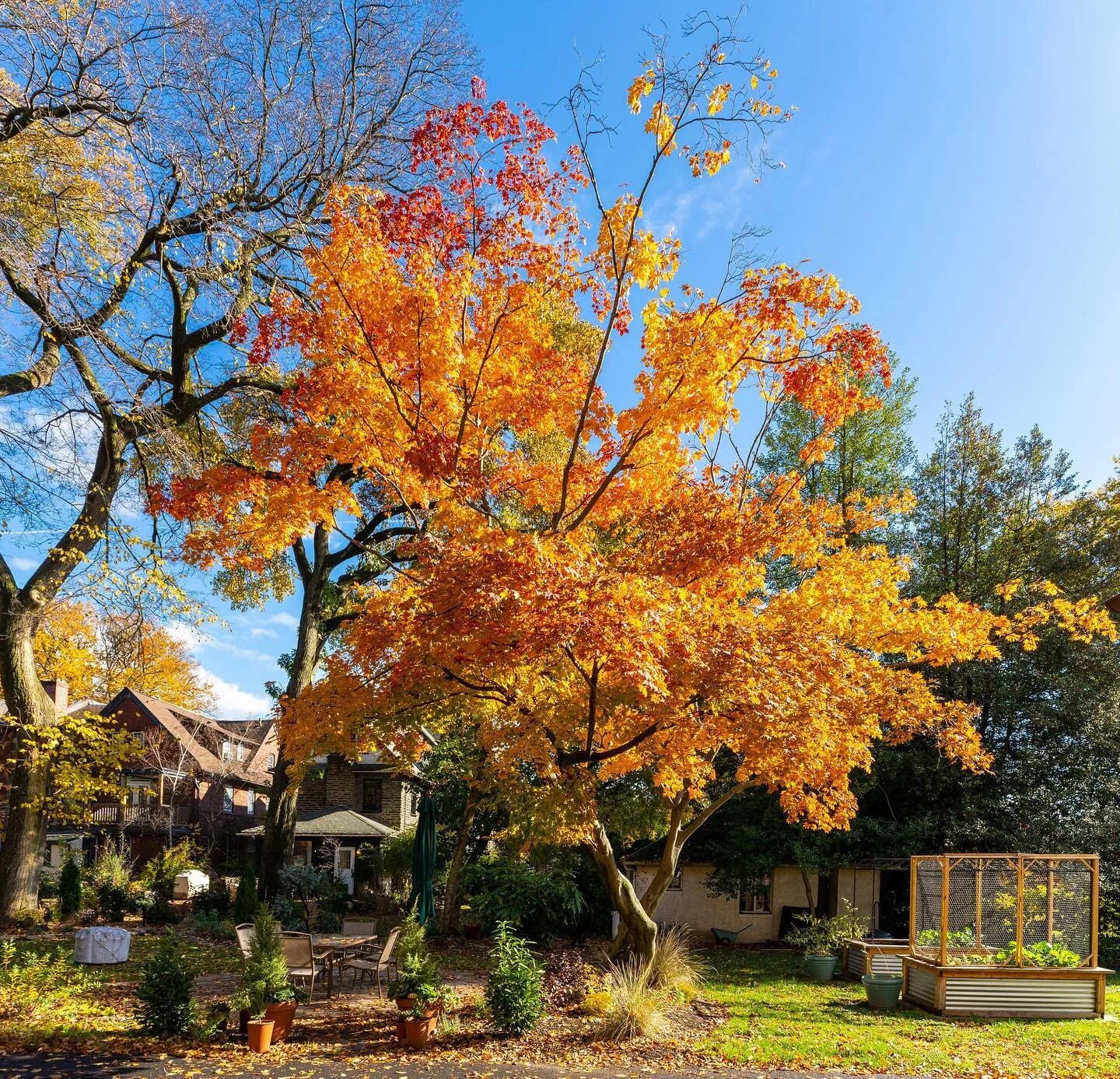 Our Japanese Maple putting on a show in the backyard 🍁🍂🍃⁣
⁣
⁣
⁣
 ⁣
⁣
⁣
#japenesemaple #japanesemapletree #fallcolors #fall #philly #mybigdumbhouse