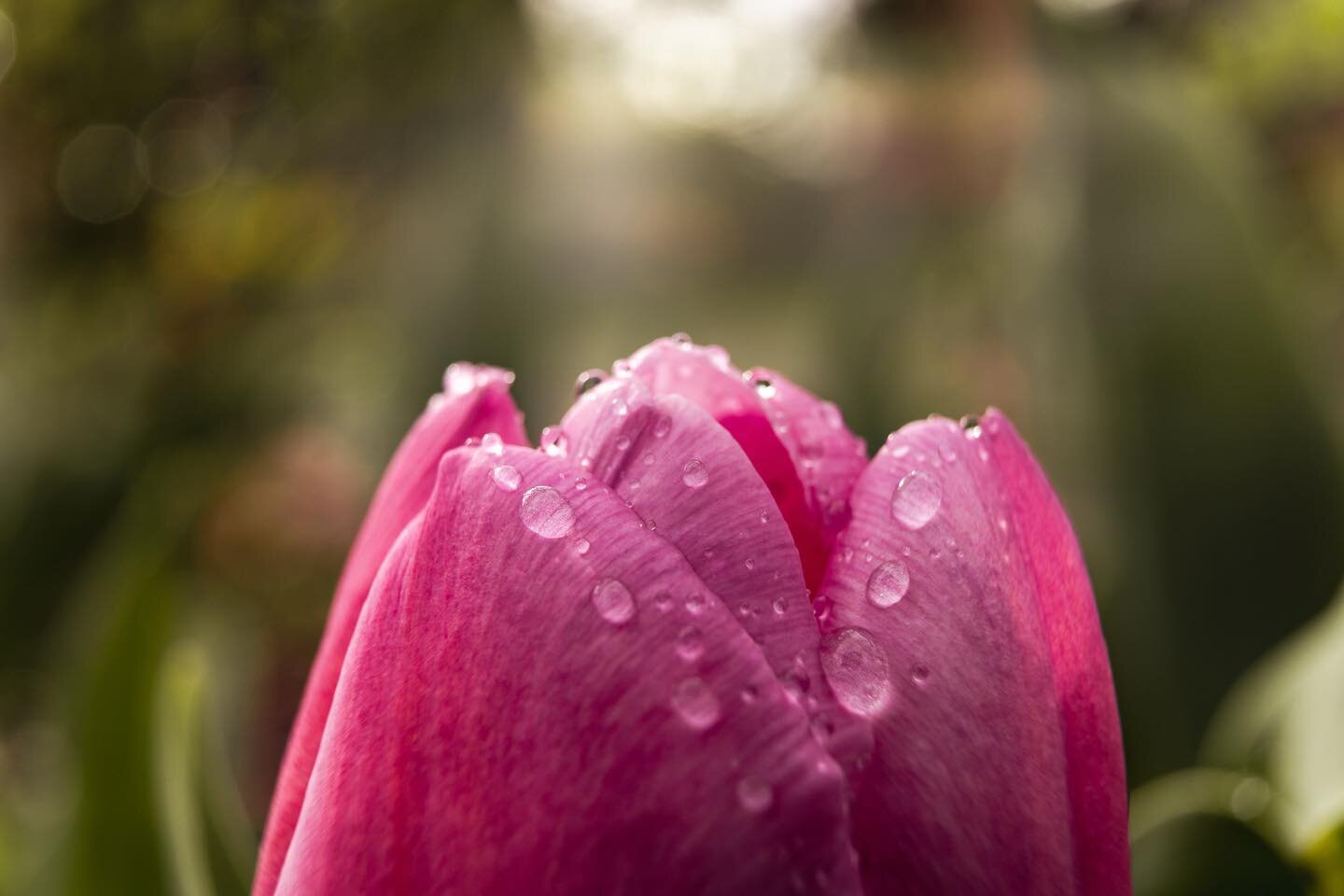 Springtime in the garden 🌷⁣
⁣
⁣
⁣
⁣
Beautiful pics taken by @_petercamburn ⁣
⁣
⁣
⁣
⁣
⁣
⁣
#springgarden #springgardening #dewdrop #tulips #tulipseason #macrophotography #philly #mybigdumbhouse