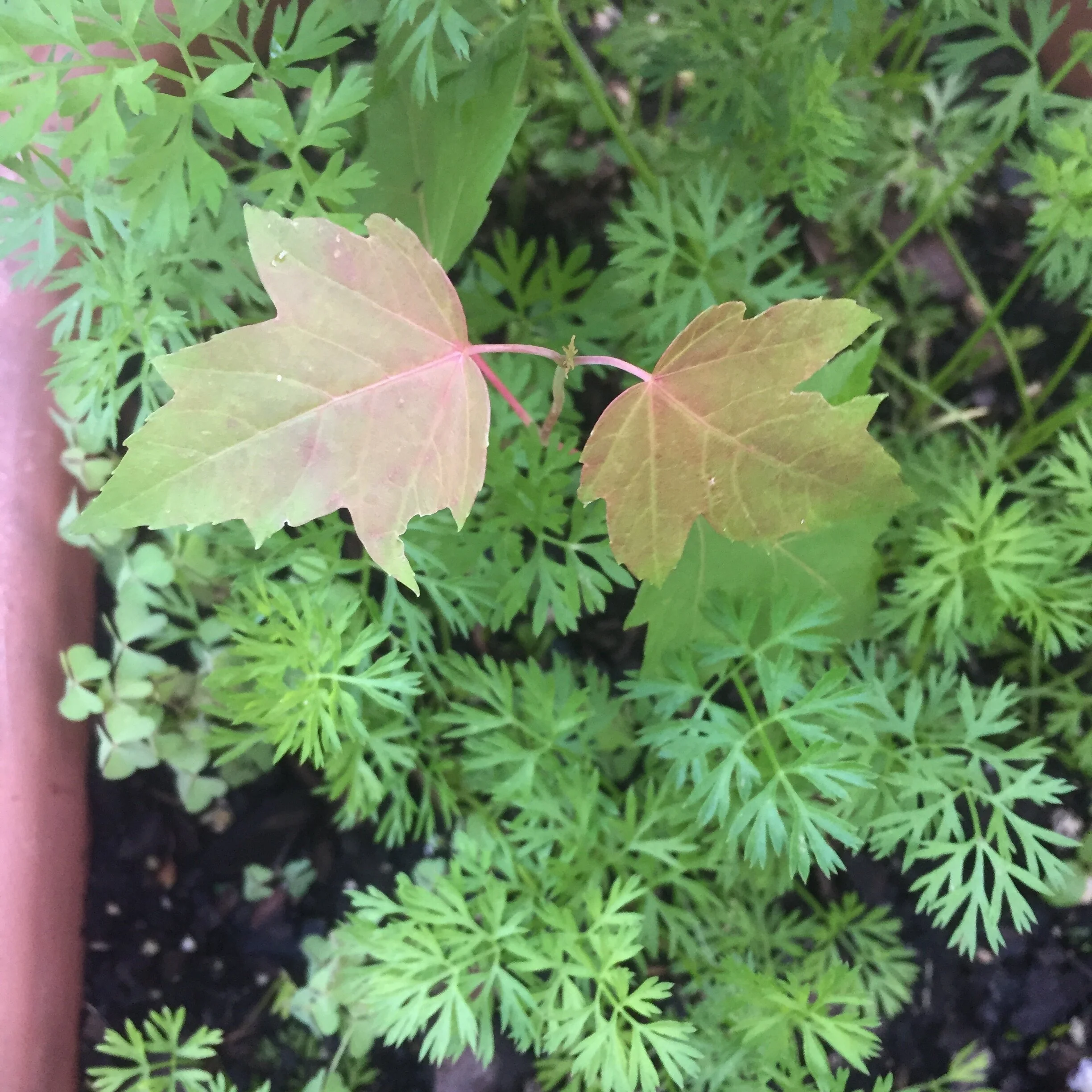 IMG_2536.JPG