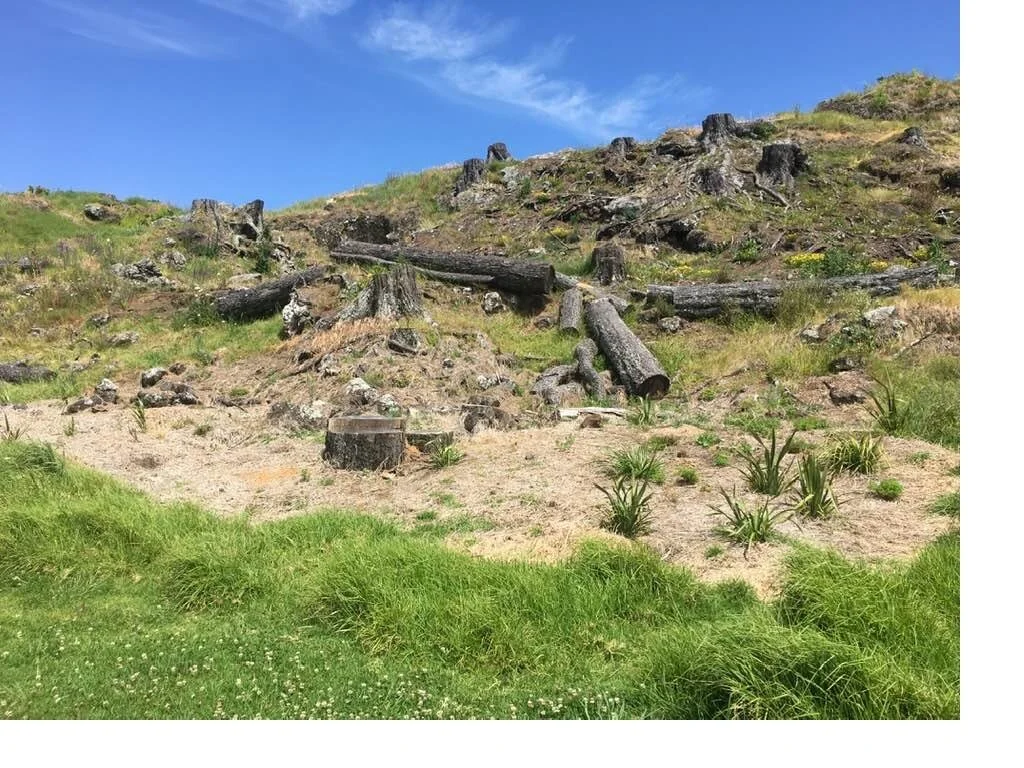 Budgets reveal extravagant tree felling costs to ratepayers