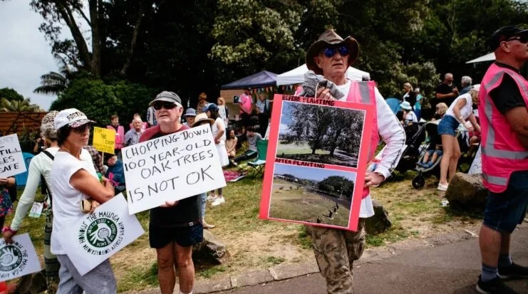 Mt Albert tree protest: Occupation hits one month mark as fellers face judicial review