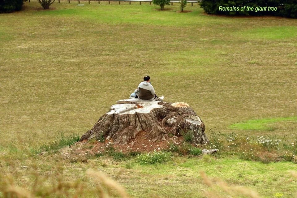 Tree protection group accuses Auckland Council of hypocrisy