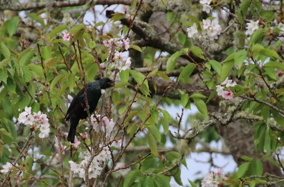 Tūpuna Maunga Authority's Inconvenient Truths