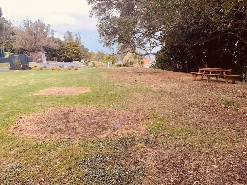 Tree protection group undeterred by Authority’s “low blow”