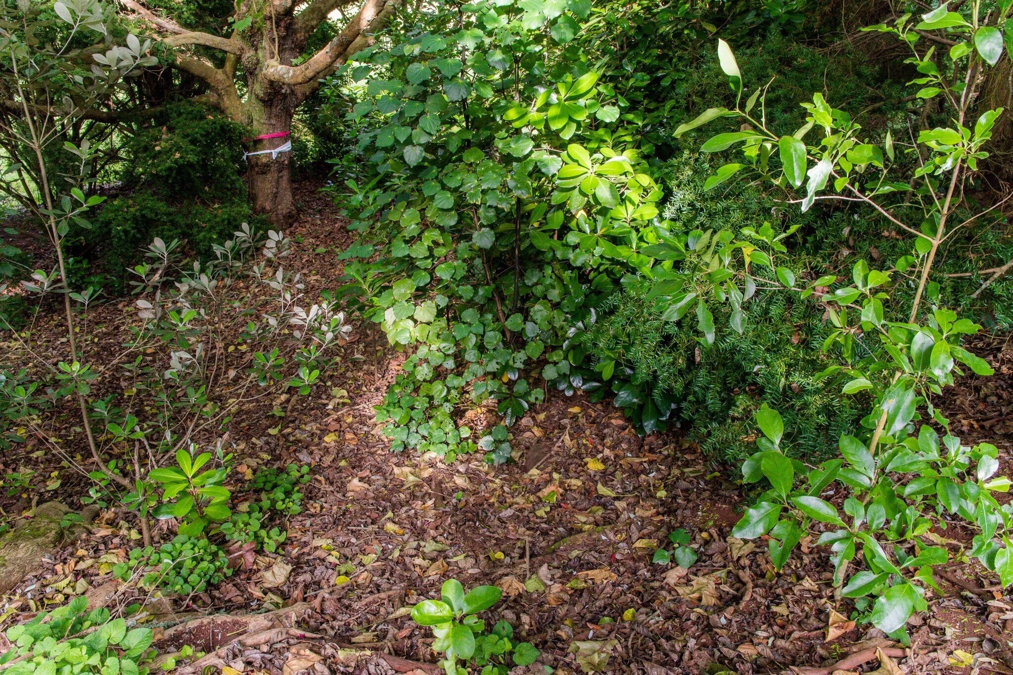 Honour the Maunga welcomes Ngāti Whātua Orākei intervention in Ōwairaka tree impasse