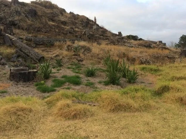 Tūpuna Maunga Authority called upon to reduce maunga fire risk by maximising green cover