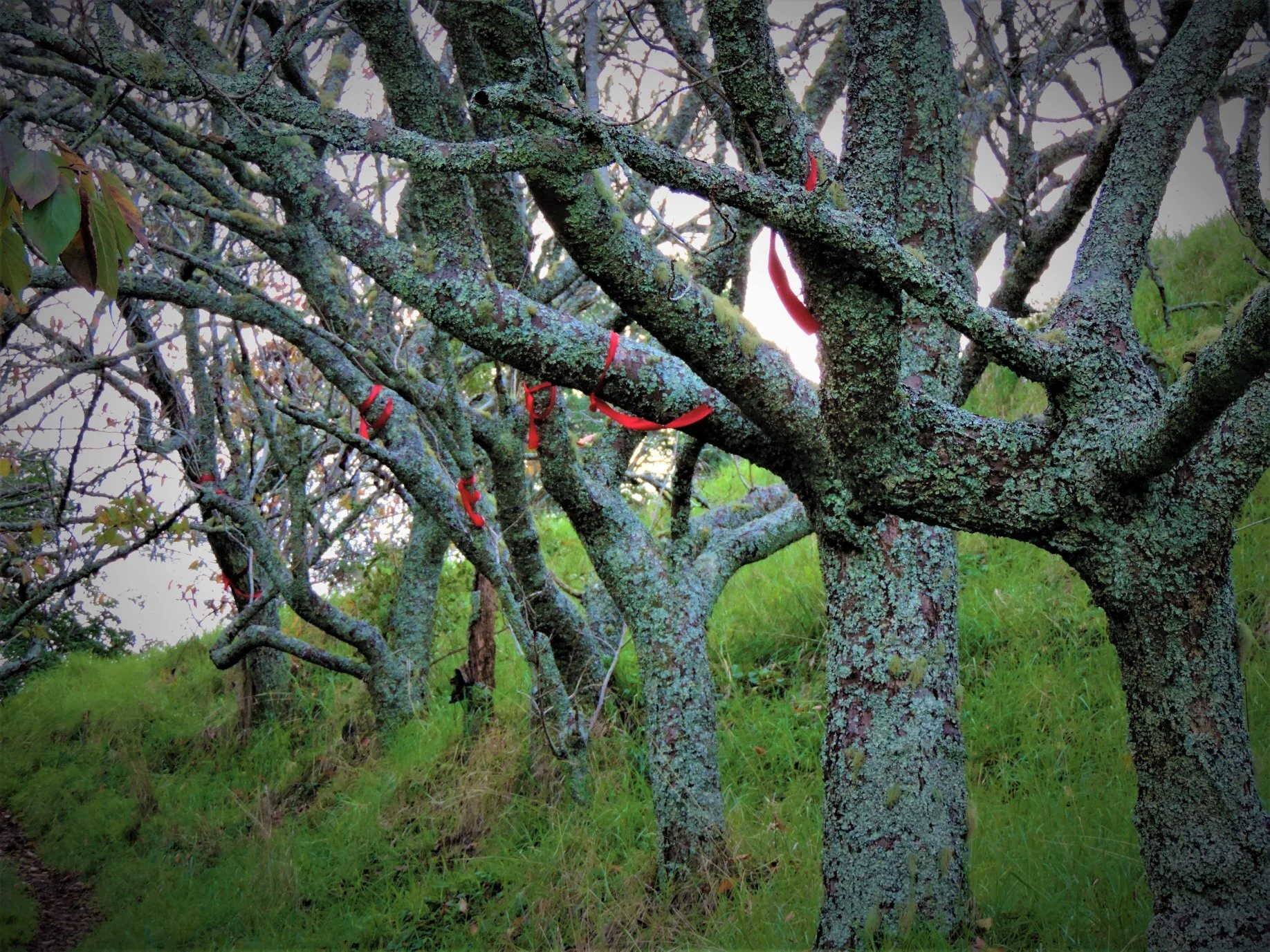 Ōwairaka tree protectors celebrate one year on the maunga