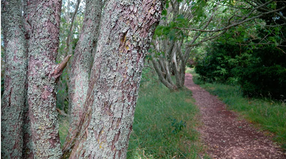Key observations during a year spent saving Ōwairaka's trees