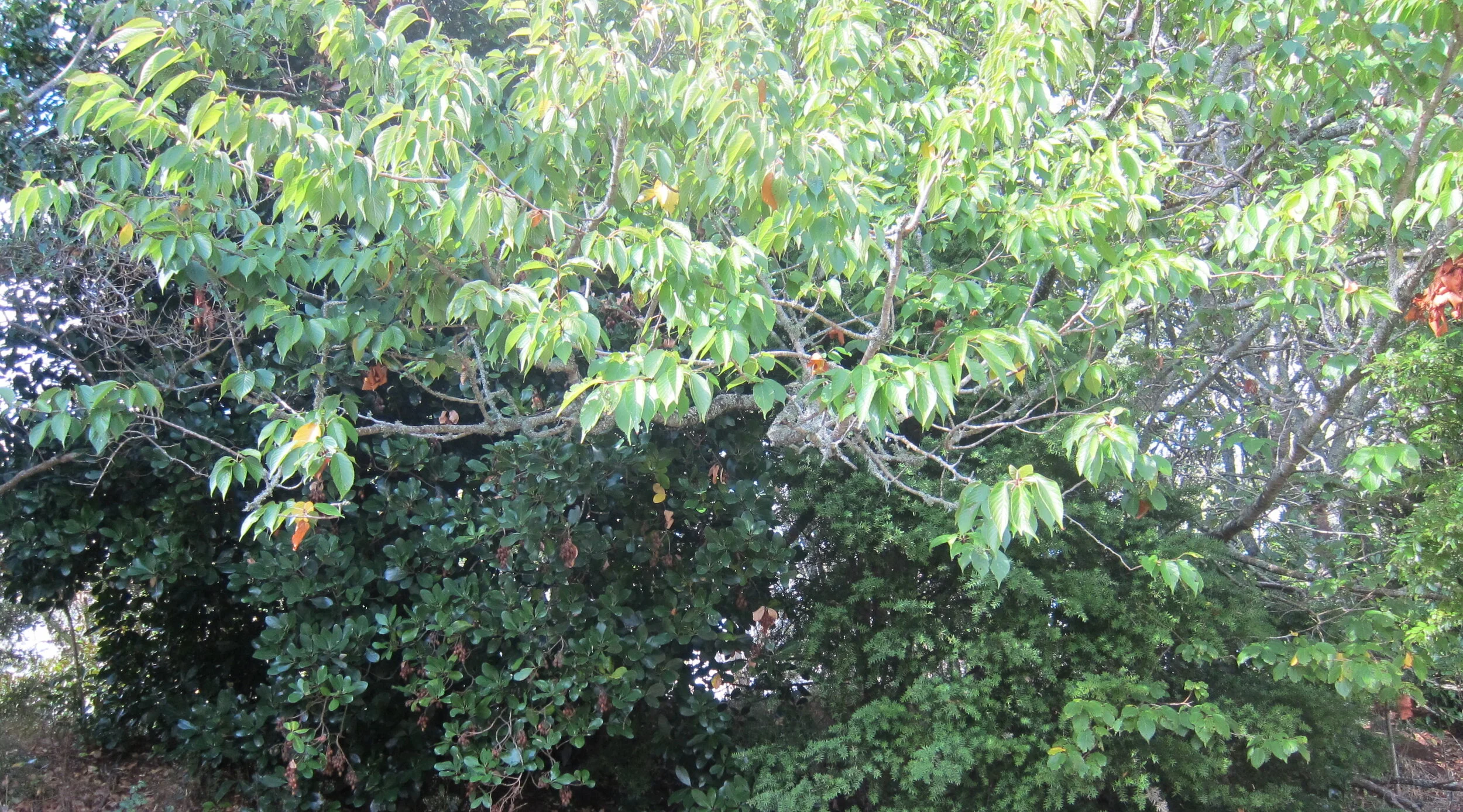 Great news re: tree saving injunction